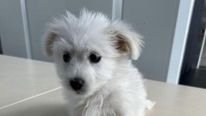 Bild: -/Hauptzollamt Augsburg/dpa
Der kleine Hund wird seine nächste Zeit im Tierheim verbringen müssen.
