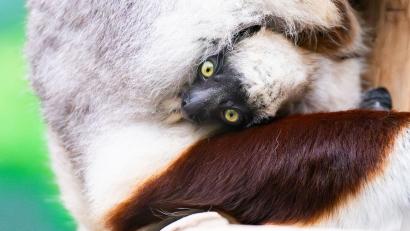 Bild: Benjamin Westhoff/dpa
Seltene Geburt im Kölner Zoo: Erstes Coquerel-Sifaka-Baby Europas