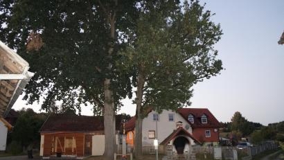 Bild: wel
Die mächtigen Eichen sind ein Wahrzeichen von Pottenhof und stehen unter Naturschutz. Nun sollen sie bewässert werden, wozu ein Hydrant umgerüstet wird