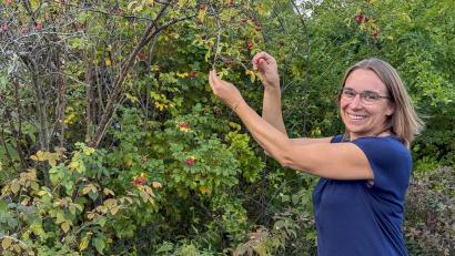 Bild: Susanne Forster
Maria Müller aus Pechbrunn im Landkreis Tirschenreuth ist Fachberaterin für die Selbstversorgung mit essbaren Wildpflanzen. Dazu zählen auch Hagebutten, die sie gerade erntet.
