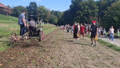Bild: jua
Der Fendt tuckert mit dem Roder über das Feld: Beim Kartoffeltag im Freilandmuseum Oberpfalz werden Kartoffel wie anno dazumal geerntet.