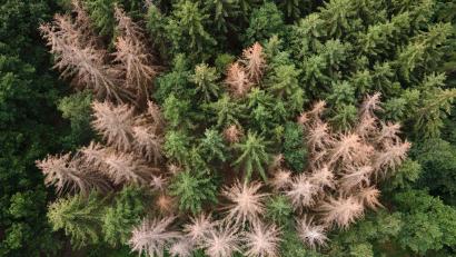Bild: Sebastian Kahnert/dpa-Zentralbild/dpa
Vor allem im Harz, im Bergischen Land und in Thüringen ist der Waldrückgang besonders groß. (Archivbild)