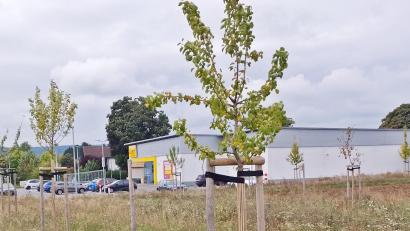 Bild: Bertram Nold
Im Zuge der Entstehung des Nettomarktes wurde östlich des Marktes eine Ausgleichsfläche mit mehreren Baumreihen geschaffen. Diese wird nun erweitert, um das Baugebiet "Oberölbühl - Süd" abschlißen zu können.