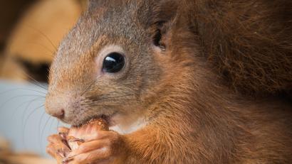 Bild: Kerstin Ellersdorfer
Die Herbstmonate sind für Eichhörnchen eine Zeit intensiver Aktivität und besonderer Gefahr.