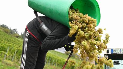 Bild: Arne Dedert/dpa
Von Baden bis zum Rheingau ist die Weinlese schon beendet.