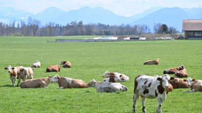 Bild: Uwe Lein/dpa
Auch auf Bayerns Weiden werden Rinder seltener. Das „Alpenfleckvieh“ - so der offizielle Name - ist ein sogenanntes Doppelnutzungsrind, das sowohl für Fleisch- als auch Milchproduktion gezüchtet wird. Die in Norddeutschland üblichen schwarz-bunten Holsteinrinder hingegen sind Milchkühe. (Symbolbild)