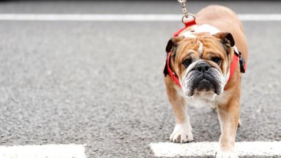 Bild: Tim Goode/PA Wire/dpa
Hamilton trauert um seinen Hund.