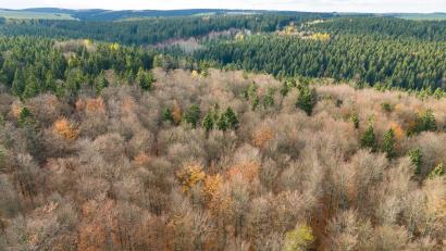 Bild: Sebastian Kahnert/dpa
Der deutsche Wald ist zu einer Treibhausgas-Quelle geworden. Das will Bundesumweltminister Carsten Schneider ändern.