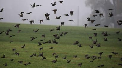 Bild: Karl-Josef Hildenbrand/dpa
Am Himmel ist im Herbst viel los. (Archivbild)