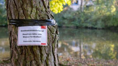 Bild: Daniel Karmann/dpa
Am Langwassersee in Nürnberg gab es ein rätselhaftes Fischsterben.