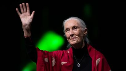 Bild: Sven Hoppe/dpa
Der Tod der berühmten Schimpansenforscherin Jane Goodall hat weltweit Trauer ausgelöst. (Archivbild)