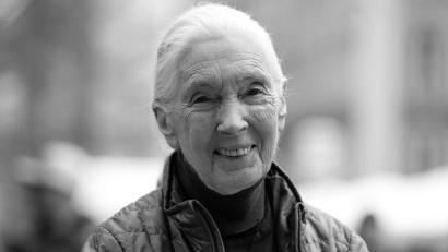 Bild: Sven Hoppe/dpa
Die britische Schimpansen-Forscherin und Umwelt-Aktivistin Jane Goodall ist tot.