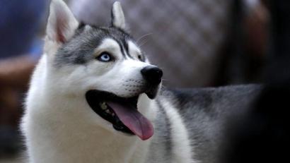 Symbolbild: Barbara Walton/dpa
Ein Paketzusteller wurde in Ebermannsdorf von einem Husky gebissen und musste im Krankenhaus behandelt werden.