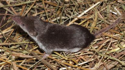 Bild: FLI / Dr. Henning Vierhaus
Der Kontakt mit einer Feldspitzmaus oder deren Ausscheidungen wie Kot, Urin oder Speichel kann bei Menschen zur Bornavirus-Infektion führen.