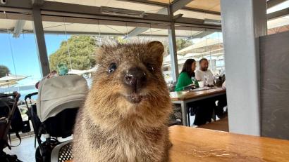 Bild: Carola Frentzen/dpa
Quokkas gelten wegen ihres „Lächelns“ als die glücklichsten Tiere der Welt.