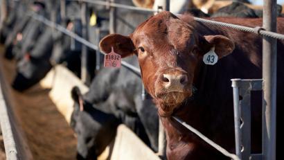 Bild: Nati Harnik/AP/dpa
Die weltweite Nahrungsmittelproduktion verursacht dem Bericht zufolge rund 30 Prozent der globalen Treibhausgasemissionen. (Archivbild)