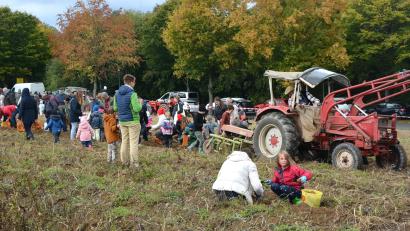 Bild: jr
Kinder und Eltern waren begeistert beim Kartoffelklauben auf dem Feld, das frisch geerntet wurde.
