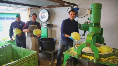 Bild: war
Knochenarbeit in der Landwirtschaft, dazu zählt das Schneiden und Hobeln des frisch geernteten Weißkrauts.