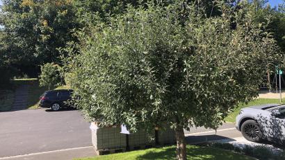 Bild: wro
Bis an einem Apfelbaum Früchte reifen, was zurzeit der Fall ist, braucht es Geduld. Derzeit können sich Interessierte aus Falkenberg bis 31. Oktober melden, um einen kostenlosen Obstbaum als Teil der Aktion "Streuobst für alle" zu erhalten.