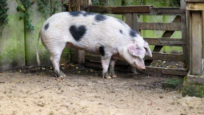 Bild: Julian Stratenschulte/dpa
Wilma ist ein Schwein mit Herz.