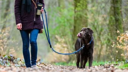 Symbolbild: Christophe Gateau/dpa
Das Veterinäramt Weiden gibt Entwarnung: Hundebesitzer in Weiden müssen keine Angst vor Staupe und Zwingerhusten haben.