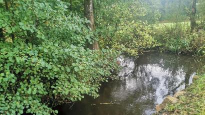 Bild: amö
Hier, an der Hundhagermühle deutet nichts auf die Defizite der Ascha hin. Nach Erkenntnissen der Fachleute ist aber über die Hälfte des Flusses in keinem guten Zustand.