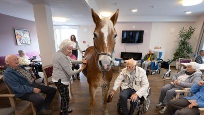 Bild: Boris Roessler/dpa
Geduldig lässt sich die Haflinger-Stute striegeln.