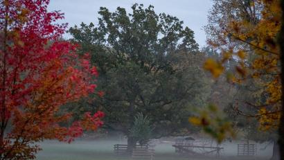 Bild: Daniel Vogl/dpa
Nebel im oberfränkischen Wildpark Schloss Tambach.