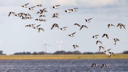 Bild: Frank Molter/dpa
Die IUCN hat mit Blick auf den Schutz des Wattenmeers einige Bedenken (Archivbild)