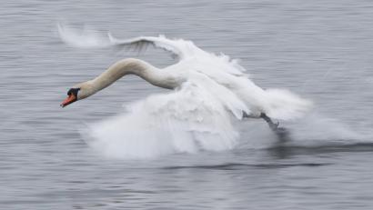 Symbolbild: Sebastian Kahnert/dpa
Ein verletzter Schwan wurde in Amberg gerettet und zur Tierauffangstation gebracht.