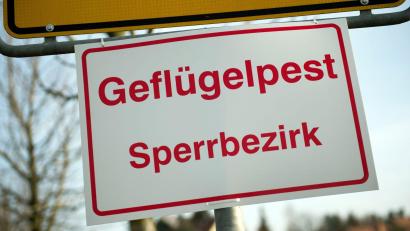 Bild: Arno Burgi/dpa-Zentralbild/dpa
Die rund 3.000 Tiere aus einem Gänsemastbetrieb in Simbach (Landkreis Dingolfing-Landau) sind allesamt tot.