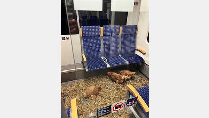 Bild: -/Deutsche Bahn AG/dpa
„Die Eier sind 1. Klasse“, schrieb die Deutsche Bahn auf Instagram zu den zurückgelassenen Hühnern.