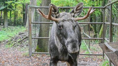Bild: Jason Tschepljakow/dpa
Wohin mit Schwarzwald-Elch Erwin alias Lord Fynn? (Archivfoto)