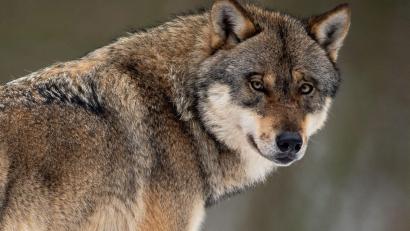 Symbolbild: Boris Roessler/dpa
Wölfe attackieren immer wieder Nutztiere. 2025 ist es in der Oberpfalz aber bisher ruhig.