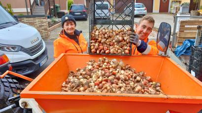 Bild: Franz Scharf, Stadt Schwandorf
Der Schwandorfer Bauhof hat rund 46.000 Blumenzwiebeln auf einer Fläche von 374 Quadratmetern in Grünanlagen gepflanzt.
