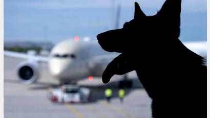 Bild: Sven Hoppe/dpa
Der Europäische Gerichtshof urteilte zum Schadenersatz wegen eines verlorenen Haustiers auf einer Flugreise. (Symbolbild)