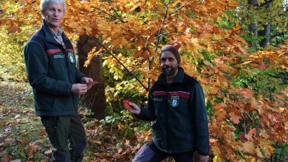Bild: prh
Die Roteiche ist der Baum des Jahres 2025. Forstdirektor Gerhard Hösl und Revierleiter Andreas Arnold zeigen die herbstlich gefärbten Blätter an einem Exemplar im Neustädter Stadtwald oberhalb der Windschnur.