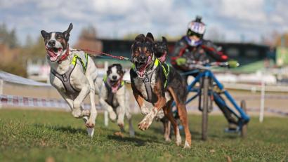 Bild: Matthias Bein/dpa
Harzer Luchstrail: Beim Hundeschlittenrennen im Harz geht es zur Sache.