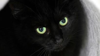 Bild: Soeren Stache/dpa
Bis zum 1. November dürfen im städtischen Tierheim der katalanischen Gemeinde keine schwarzen Katzen vermittelt werden. (Symbolbild)