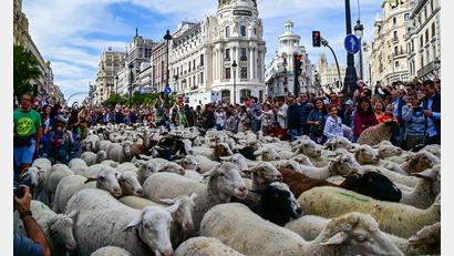 Bild: Richard Zubelzu/ZUMA Press Wire/dpa
Madrid feiert den Tag der Wanderschäferei mit ganz vielen Schafen.