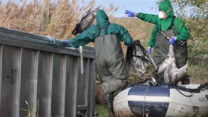 Bild: Matthias Bein/dpa
In Ostdeutschland werden derzeit vermehrt tote Kraniche gefunden. Sie sind Opfer der gefürchteten Vogelgrippe geworden. (Archivbild)