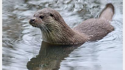 Bild: Patrick Pleul/dpa-Zentralbild/dpa
Wie viele Fischotter sind in Bayern heimisch? Das will das Landesamt für Umwelt herausfinden. (Archivbild)