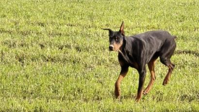Bild: Polizei Tirschenreuth
So sieht der Hund aus.
