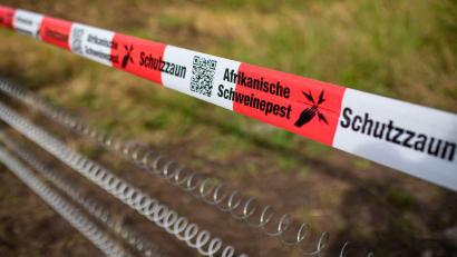 Symbolbild: Christoph Schmidt/dpa
Die Ausbreitung der Afrikanischen Schweinepest will der Landkreis Tirschenreuth weiterhin mit der Zahlung von Prämien für das Erlegen von Frischlingen verhindern: Die Wildschweinpopulation ist im Vergleich zum Vorjahr deutlich angestiegen.