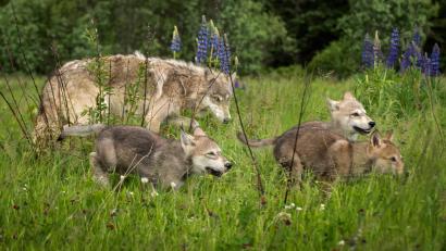Symbolbild: geoffkuchera – stock.adobe.com
Der Hessenreuther Wald bleibt Wolfsgebiet. Dem Landesamt für Umwelt liegen Beweise aus Fotofallen vor, dass das Rudel dort aktuell wieder Junge hat.