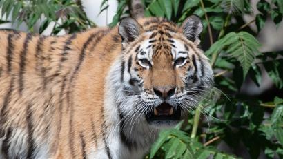 Archivbild: Paul Zinken
Ein Tiger streift umher. Tiere und Wildtiere im Zirkus? Das ist nicht in Ordnung. Sie dienen nicht unserer Unterhaltung.