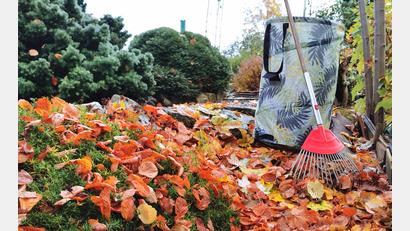Bild: Portner
Wohin mit dem Herbstlaub? Oberpfalz-Medien hat Tipps zur Verwertung im eigenen Garten gesammelt.