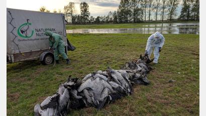 Bild: Nobert Schneeweiß/Artenkompetenzzentrum Rhinluch/dpa
In den deutschen Rastgebieten der Kraniche sterben derzeit viele Tiere an der Vogelgrippe.