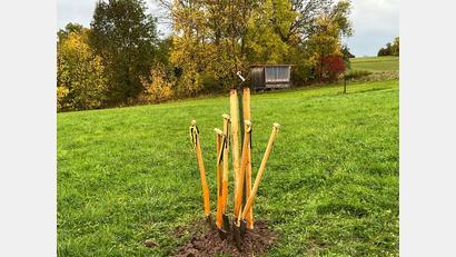 Bild: ass
Spaten in freier Wildbahn. Wer genau hinschaut, erkennt zwischen den Stielen auch noch den Birnbaum, den der Amberger Umweltausschuss jetzt gepflanzt hat.