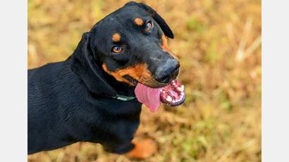 Bild: Evi Wagner
Ein Hund steigert unser Wohlbefinden und unsere Lebensfreude.